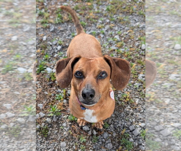 Medium Photo #8 Dachshund Puppy For Sale in Shelbyville, TN, USA