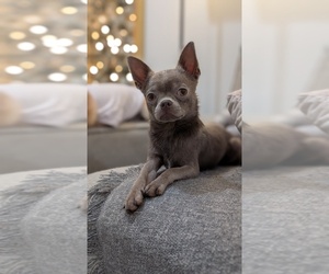 Chihuahua Puppy for sale in FORT LAUDERDALE, FL, USA