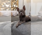 Small Chihuahua