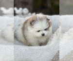 Small #2 Pomeranian