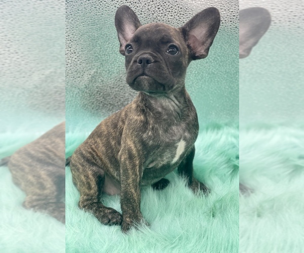 Medium Photo #2 French Bulldog Puppy For Sale in DACULA, GA, USA