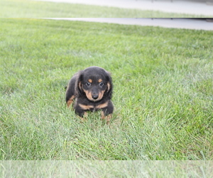 Dachshund Puppy for sale in BLOOMINGTON, IN, USA