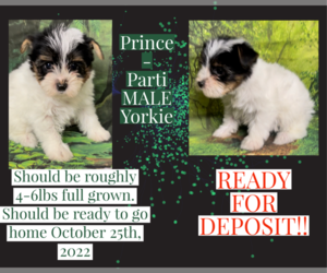 Yorkshire Terrier Puppy for sale in AZLE, TX, USA