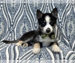 Small Photo #1 Pomsky Puppy For Sale in LAKELAND, FL, USA