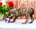 Small Photo #8 Mastiff Puppy For Sale in WAKARUSA, IN, USA