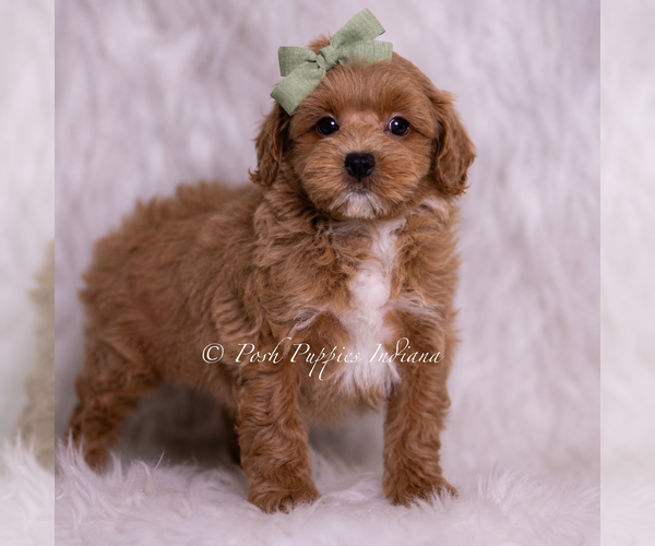 Medium Photo #4 Maltipoo (Toy) Puppy For Sale in WARSAW, IN, USA