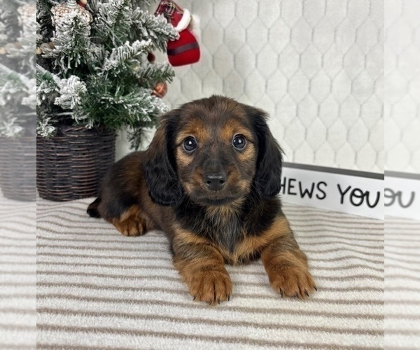 Medium Photo #5 Dachshund Puppy For Sale in GREENFIELD, IN, USA