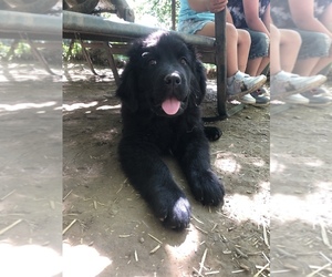 Newfoundland Puppy for sale in LOCKPORT, IL, USA