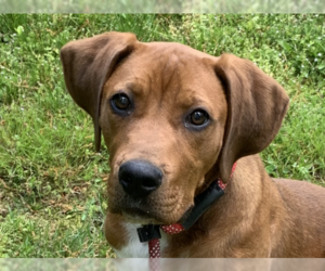 Plott Hound-Redbone Coonhound Mix Dogs for adoption in Cookeville, TN, USA