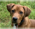 Small Plott Hound-Redbone Coonhound Mix