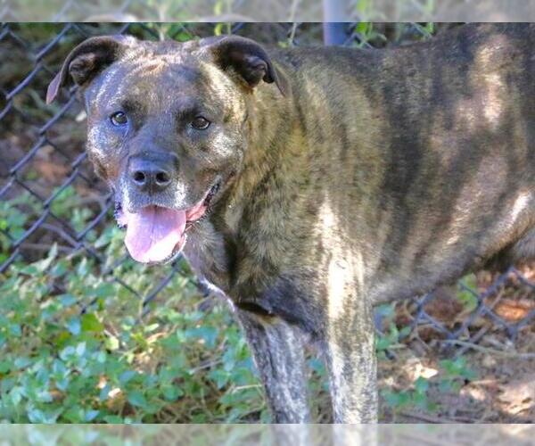 Medium Photo #2 Plott Hound-Unknown Mix Puppy For Sale in Tallahassee, FL, USA