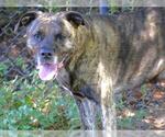 Small #1 Plott Hound Mix