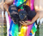 Small Photo #4 German Shepherd Dog Puppy For Sale in SAINT LOUIS, MO, USA