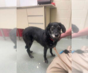 Borador Dogs for adoption in Lee's Summit, MO, USA