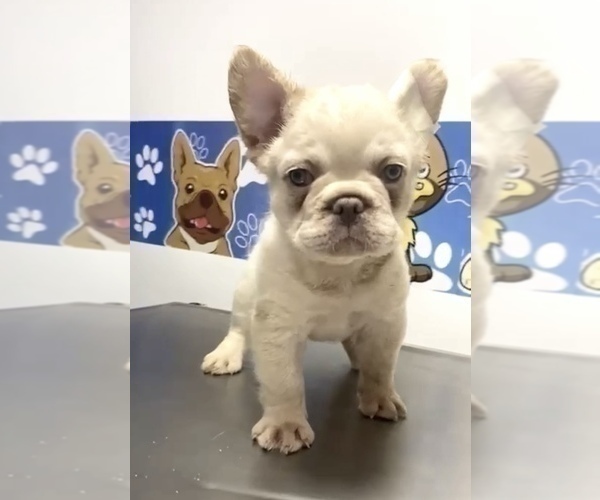 Medium Photo #12 French Bulldog Puppy For Sale in WEST HOLLYWOOD, CA, USA
