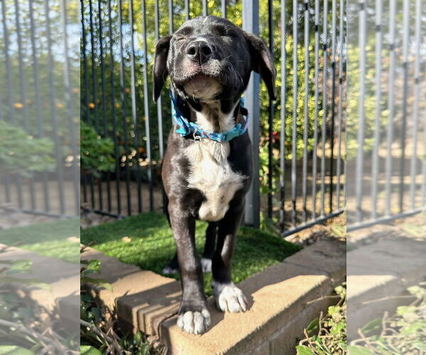 Medium Photo #5 American Pit Bull Terrier-Unknown Mix Puppy For Sale in Redlands, CA, USA