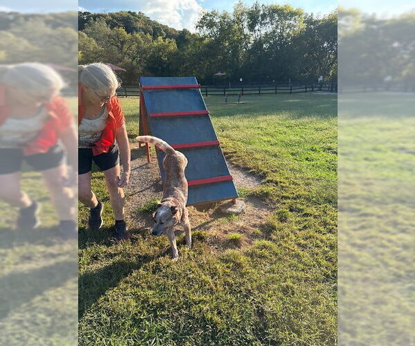 Medium Photo #2 Mutt Puppy For Sale in Garden City, NY, USA