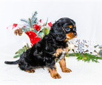Small #8 Cavalier King Charles Spaniel