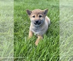 Small Photo #5 Shiba Inu Puppy For Sale in CANOGA, NY, USA