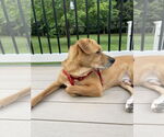 Small #7 Labrador Retriever Mix