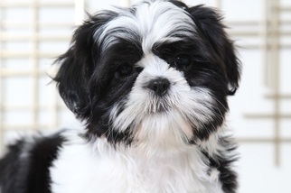Shih Tzu Puppy for sale in BEL AIR, MD, USA