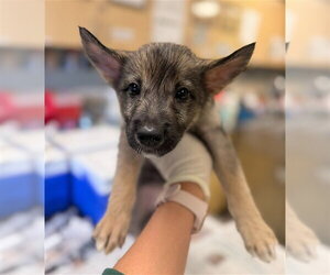 German Shepherd Dog Dogs for adoption in Riverside, CA, USA