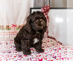 Small #3 Cockapoo