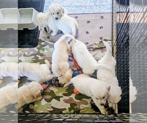 English Cream Golden Retriever Puppy for sale in BROWNSTOWN, MI, USA