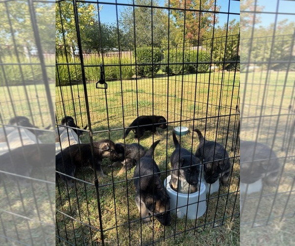 Medium Photo #1 German Shepherd Dog Puppy For Sale in VISALIA, CA, USA