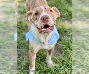 American Pit Bull Terrier-Unknown Mix Dogs for adoption in Conroe, TX, USA