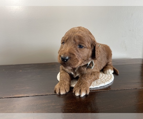 Medium Photo #25 Goldendoodle Puppy For Sale in WOODBURN, IN, USA