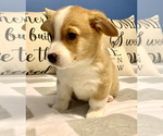 Small Photo #2 Pembroke Welsh Corgi Puppy For Sale in CHARLESTON, SC, USA