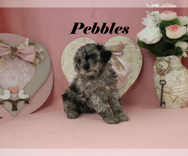 Medium Photo #12 Poodle (Toy) Puppy For Sale in CHANUTE, KS, USA