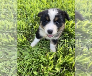 Australian Shepherd Puppy for sale in SPRINGFIELD, TN, USA