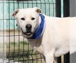 Small Labrador Retriever Mix