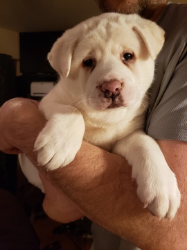 Medium Photo #1 Akita Puppy For Sale in CEDAR MILLS, MN, USA
