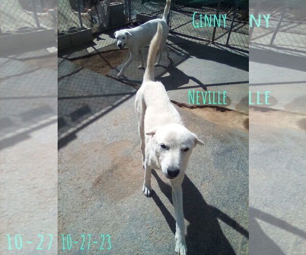 Medium Photo #5 Mutt Puppy For Sale in Apple Valley, CA, USA