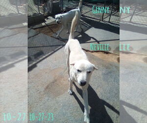 Neville of the Hogwarts family - Male Mutt Dog for Adoption - Photo #5