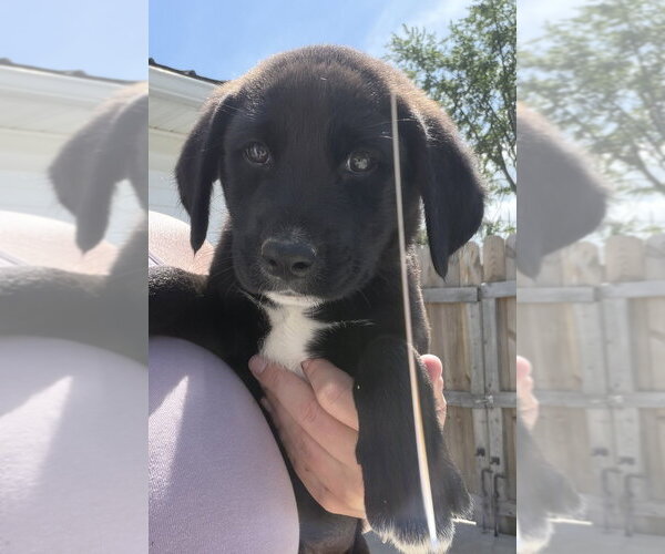 Medium Photo #2 Labrador Retriever-Unknown Mix Puppy For Sale in Aurora, IN, USA