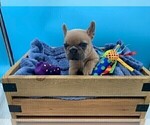 Small Photo #4 French Bulldog Puppy For Sale in TAMPA, FL, USA