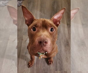 Calvin - Male Mutt Dog for Adoption - Photo #14