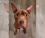 Small Photo #14 Mutt Puppy For Sale in Strongsville, OH, USA