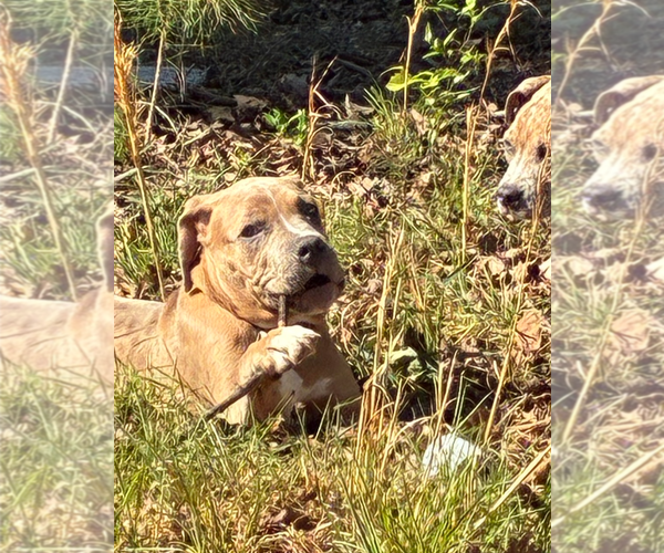 Medium Photo #2 Boxer-Unknown Mix Puppy For Sale in Holly Springs, NC, USA