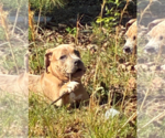 Small #1 Boxer Mix