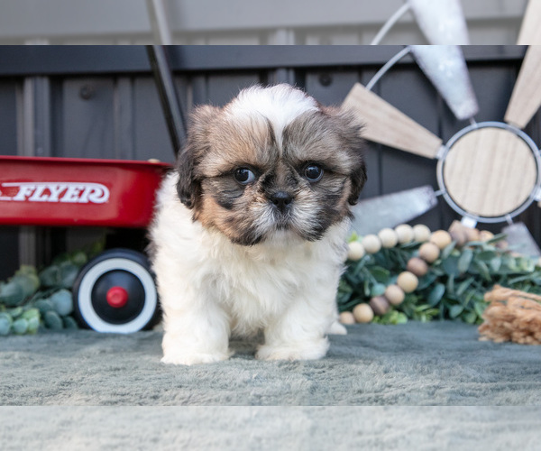 Medium Photo #22 Shih Tzu Puppy For Sale in CLARE, MI, USA