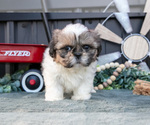 Small #2 Shih Tzu