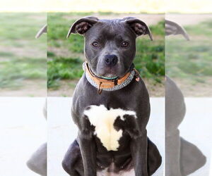 American Pit Bull Terrier Dogs for adoption in Evansville, IN, USA