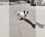 Small Mutt