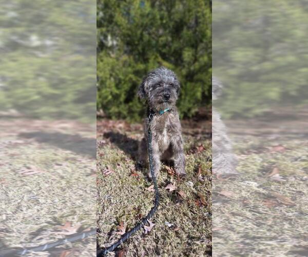 Medium Photo #6 Labrador Retriever-Unknown Mix Puppy For Sale in Yardley, PA, USA