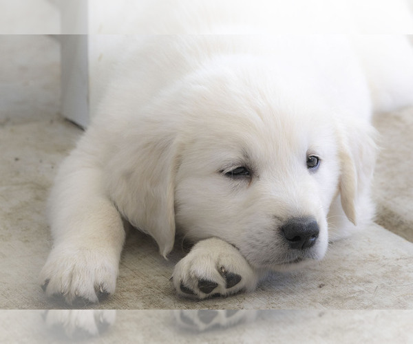 Medium Photo #10 Golden Retriever Puppy For Sale in WILTON, CA, USA
